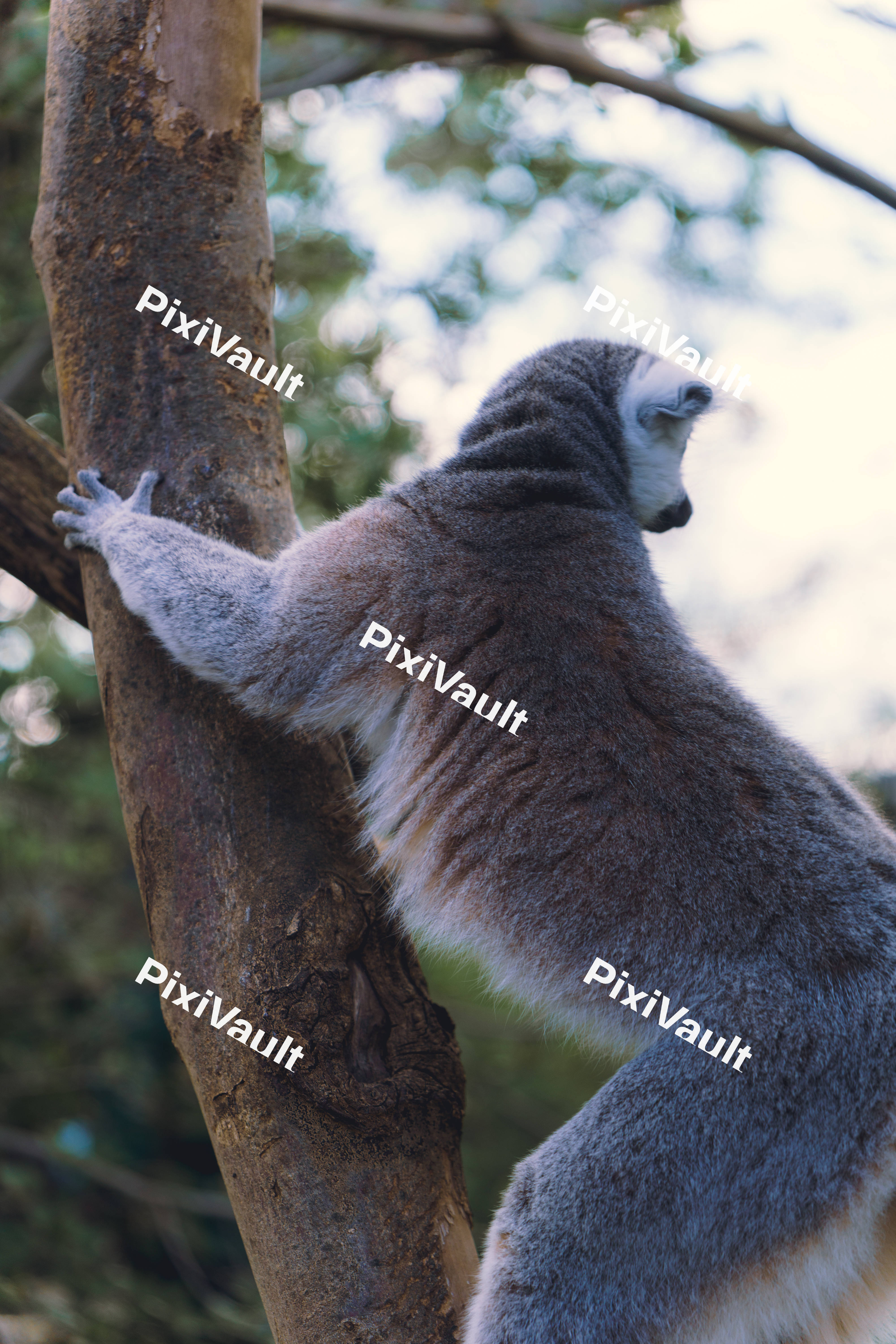 Lemur Hugging Tree